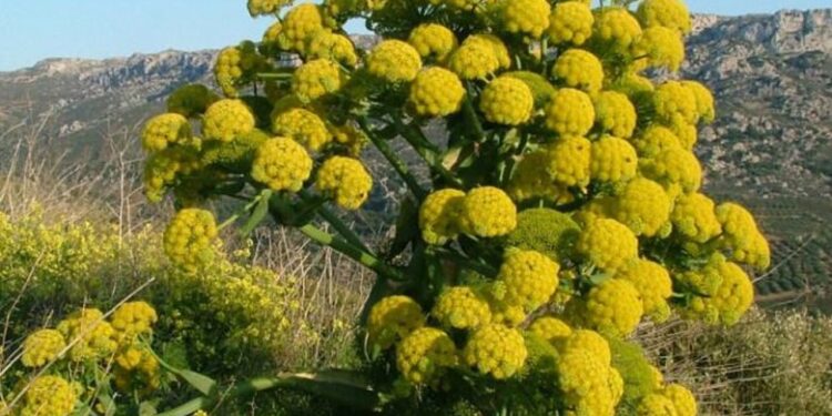 افغان حکومت؛ تېر کال د سل میلیونه ډالرو په ارزښت انجه صادره شوې ده