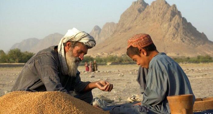 له افغانستانه بهر ته د غنمو پر صادراتو بندیز ولګېد