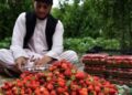 بزګران: کندهار کې د ځمکني توت حاصلات ښه دي