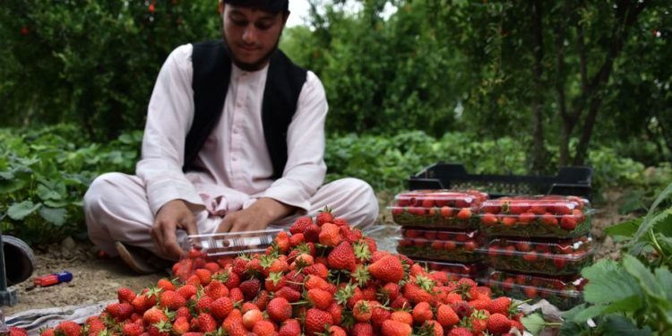 بزګران: کندهار کې د ځمکني توت حاصلات ښه دي