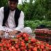بزګران: کندهار کې د ځمکني توت حاصلات ښه دي