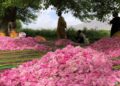 کرنې وزارت: ننګرهار کې د ګلابو حاصلات د تېر کال په پرتله زیات شوي