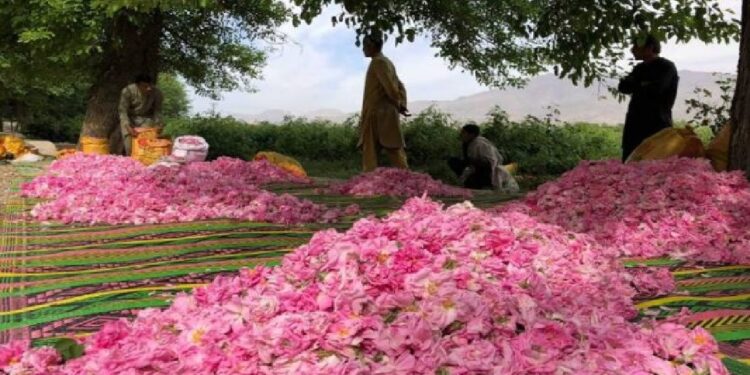 کرنې وزارت: ننګرهار کې د ګلابو حاصلات د تېر کال په پرتله زیات شوي