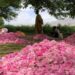 کرنې وزارت: ننګرهار کې د ګلابو حاصلات د تېر کال په پرتله زیات شوي