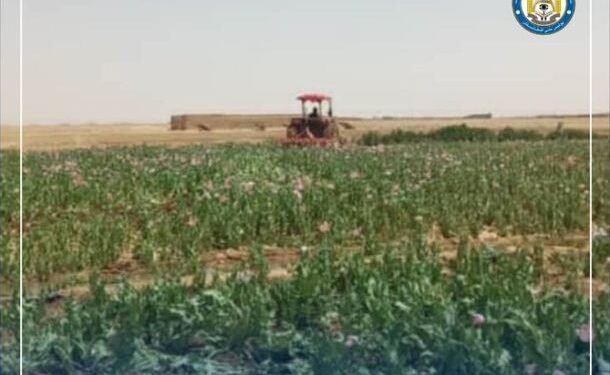 هلمند کې د کوکنارو ۵۰ جریبه کروندې له منځه وړل شوې