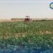 هلمند کې د کوکنارو ۵۰ جریبه کروندې له منځه وړل شوې