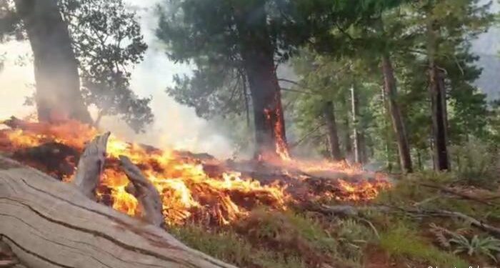 د نورستان نورګرام او ننګرهار هسکې مېنې ځنګلونو کې اور لګېدلی دی