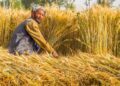 افغانستان کې باید پر کرنیز سیستم پانګونه ډېره شي