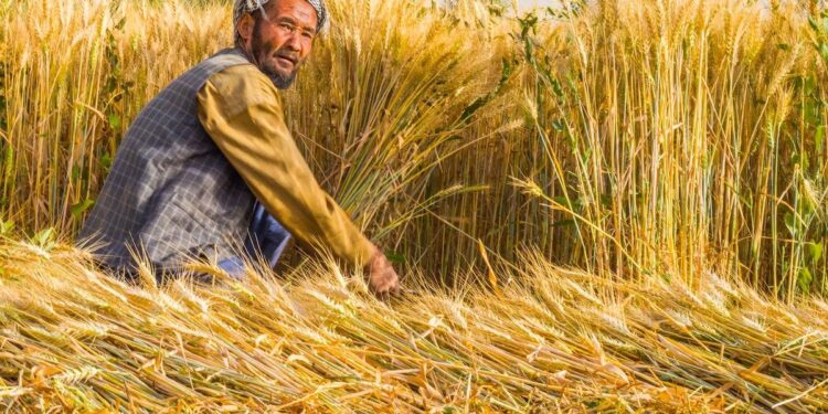 افغانستان کې باید پر کرنیز سیستم پانګونه ډېره شي