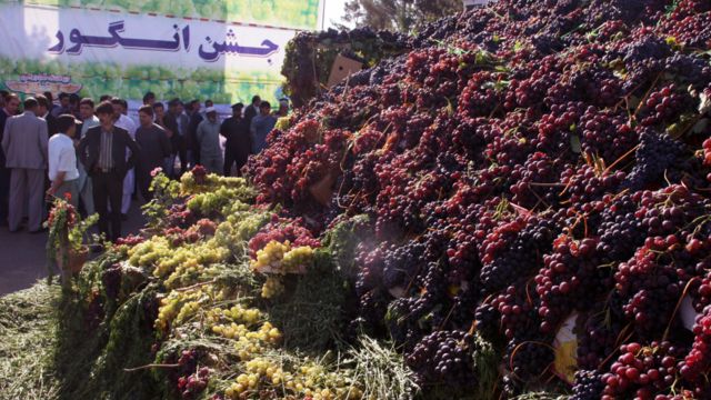 هرات؛ روان کال د انګورو ۱۵۰ زره ټنه حاصلات راټولېږي