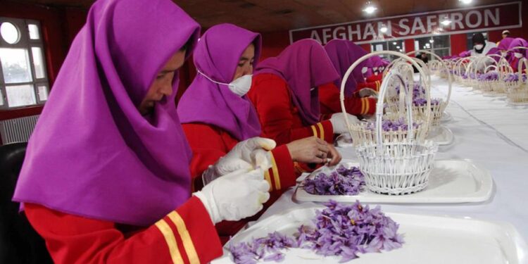 له هراته د ۲۸۰ زره ډالرو په ارزښت زعفران بهر ته صادر شوي