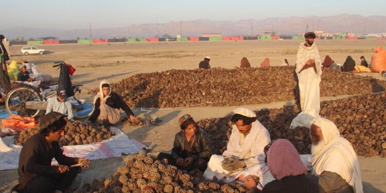 سوداګر: د افغانستان جلغوزي دې نورو هېوادونو ته هم صادر شي