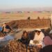 سوداګر: د افغانستان جلغوزي دې نورو هېوادونو ته هم صادر شي
