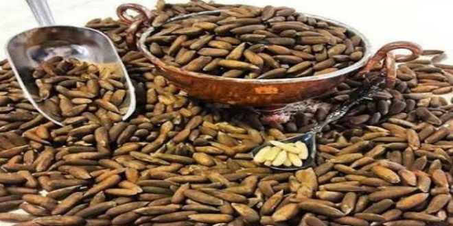 سوداګرۍ وزارت: هڅه کوو د افغانستان جلغوزیو ته نور نړیوال بازارونه هم پیدا کړو
