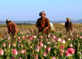 له نشه يي توکو د افغان کروندګرو عوايد زیات شوي دي