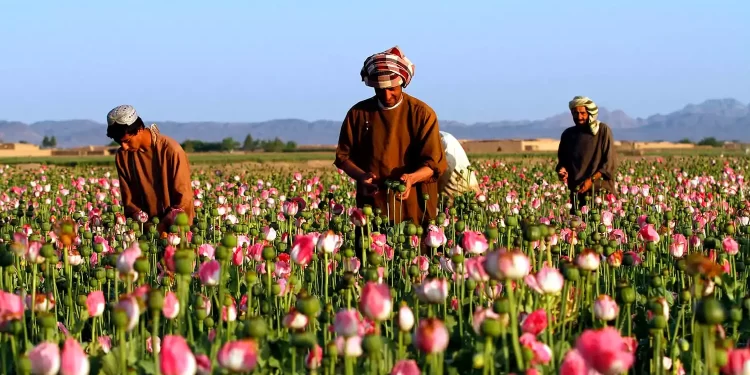 له نشه يي توکو د افغان کروندګرو عوايد زیات شوي دي