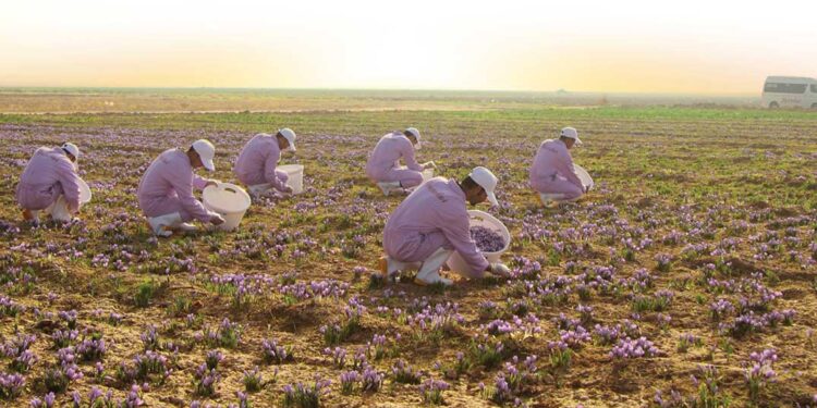 په بلخ کې د زعفرانو حاصلات زیات شوي دي