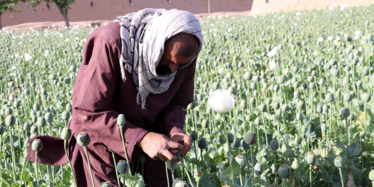 سیګار: له نشهيي توکو سره مبارزه د نړیوالې ټولنې لومړيتوب دی