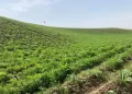 هلمند کې د انجې کرکېلې ډېرولو هڅې پیل شوي