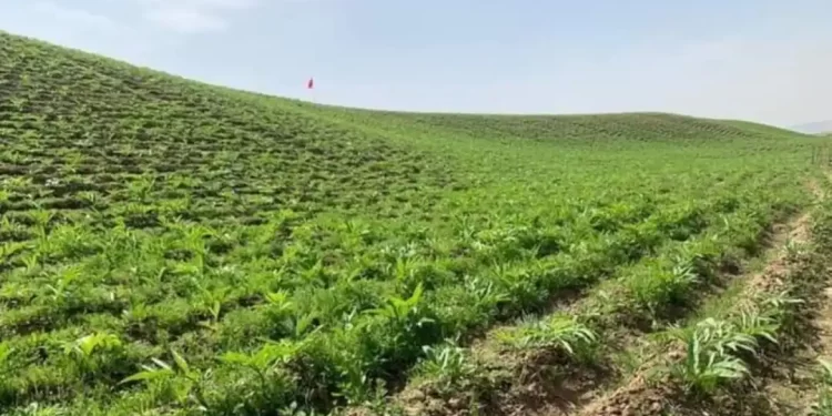 هلمند کې د انجې کرکېلې ډېرولو هڅې پیل شوي