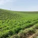هلمند کې د انجې کرکېلې ډېرولو هڅې پیل شوي