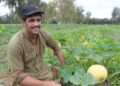 ننګرهار کانال ریاست اړوند ځمکو کې د کدو محصولات ډېر شوي