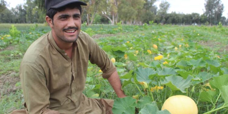 ننګرهار کانال ریاست اړوند ځمکو کې د کدو محصولات ډېر شوي