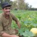 ننګرهار کانال ریاست اړوند ځمکو کې د کدو محصولات ډېر شوي