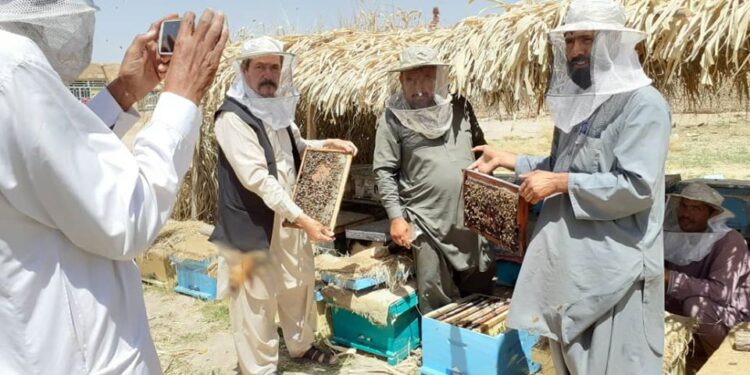 چارواکي: کندوز کې د شاتو په کاروبار کې زیاتوالی راغلی دی