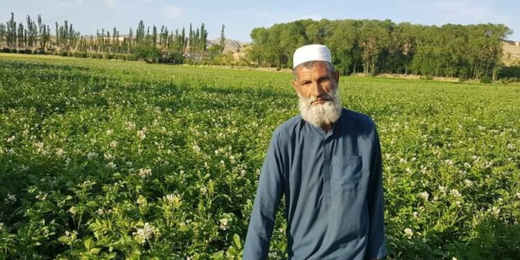 د بغلان کروندګر: کرنې وزارت دې اصلاح شوي تخمونه راکړي