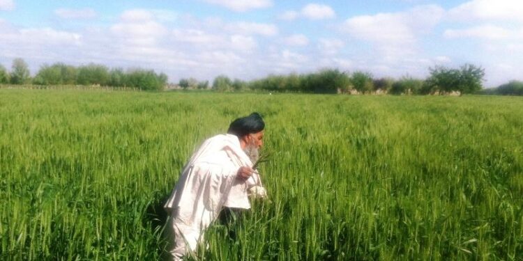 سږ کال په کندهار کې په ۹۰ زره هکټاره ځمکه غنم کرل شوي