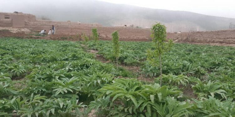 کندوز کې کروندګرو د کوکنارو پر ځای د انجې کرلو ته مخه کړې