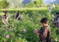 ننګرهار کې د ګلانو حاصلات کم شوي