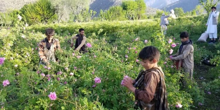 ننګرهار کې د ګلانو حاصلات کم شوي