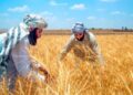 کندهار کې پر ۹۵ زره هکتاره ځمکه غنم کرل شوي