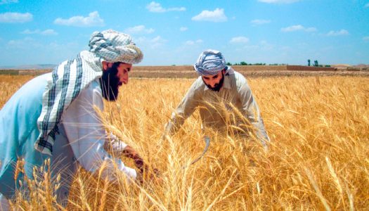 کندهار کې پر ۹۵ زره هکتاره ځمکه غنم کرل شوي