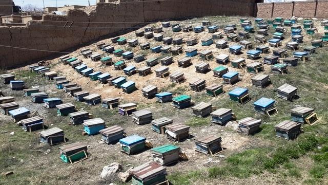 کندهار کې ۸۰ بې سرپرسته کورنیو ته د شاتو مچۍ ورکړل شوي