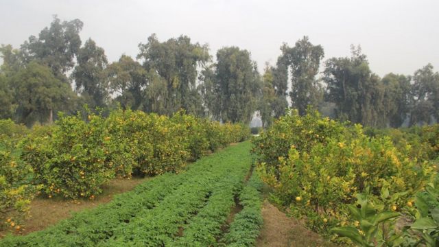 ننګرهار کې په سلګونه جریبه ځمکه نوي باغونه جوړشوي
