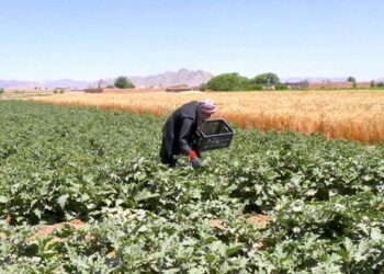 سرپرست حکومت: نړیوال دې افغان کروندګرو سره مرستې وکړي