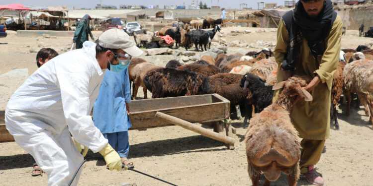 په افغانستان کې د کانګو ناروغۍ پېښې زیاتې شوې دي