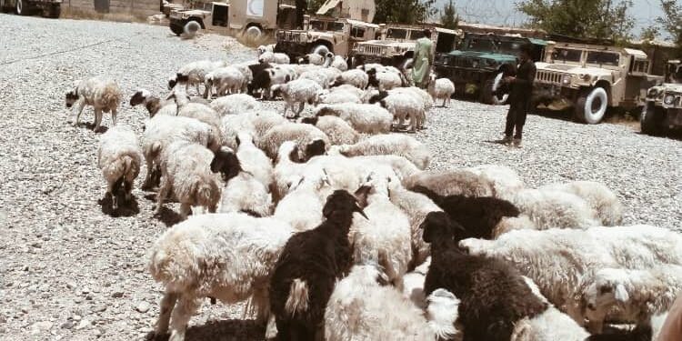 ننګرهار کې د لسګونه پسونو د قاچاق مخه نیول شوې
