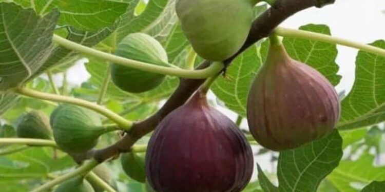 هرات کې د انځرو په حاصلاتو کې کموالی راغلی