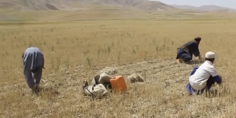 هېواد کې د کرنې وړ ځمکه ۷٫۷ سلنه زیاته شوې ده