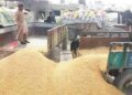 هلمندي کروندګر د غنمو ټيټو بيو اندېښمن کړي