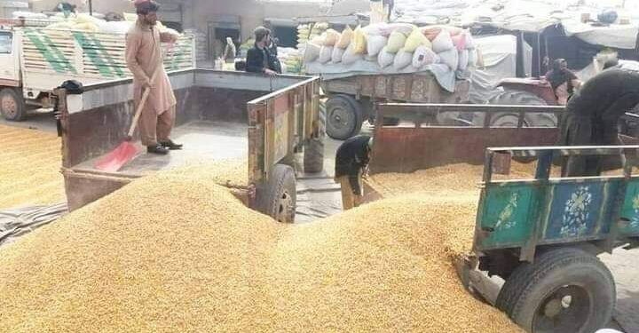 هلمندي کروندګر د غنمو ټيټو بيو اندېښمن کړي