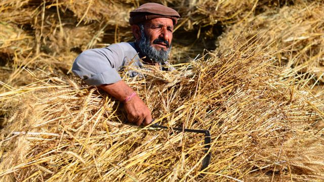 لوګر کې سږ کال د غنمو په حاصلات کې ۱۳ سلنه زیاتوالی راغلی