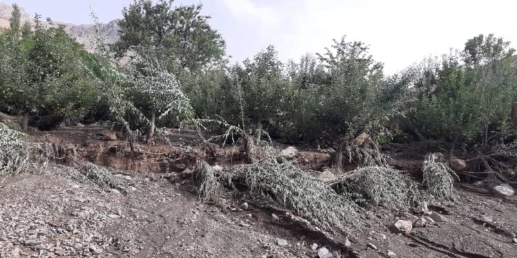 اوچا: افغانستان کې وروستي سېلابونه د غنمو حاصلات کم او فقر زیاتوي