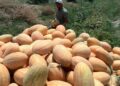 کندهار کې به سږ کال د خټکیو او هندواڼو حاصلات ۱۲ زره ټنو ته لوړ شي