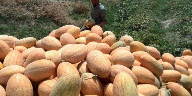 کندهار کې به سږ کال د خټکیو او هندواڼو حاصلات ۱۲ زره ټنو ته لوړ شي
