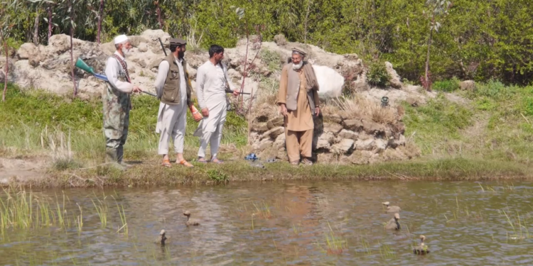 کورنیو چارو وزارت د بې جوازه ښکاري ټوپکو لرل منع کړل